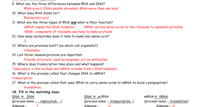 Building dna gizmo answer key