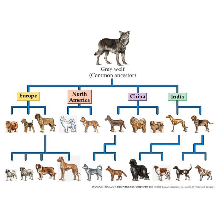 Inbreeding genetic genetics genomics mmg consequences babi