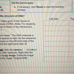 Building dna gizmo answer key