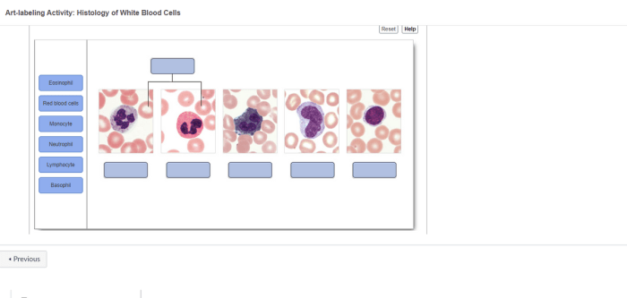 Drag the labels to identify white blood cells