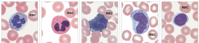 Whole composition labeling activity blood parts identify constituent drag labels part chegg answers biology solved questions answer