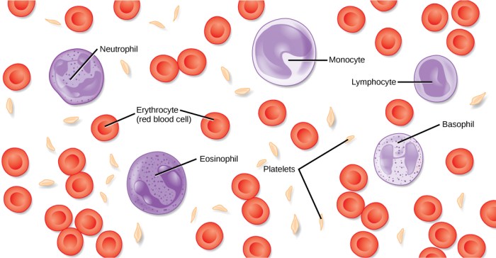 Blood solved circulation oxygen transcribed