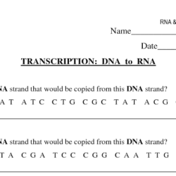 Worksheet synthesis dna transcription biology rna proteins gizmo mrna replication unmisravle trna acids