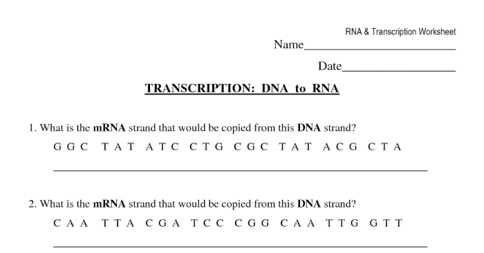 Worksheet synthesis dna transcription biology rna proteins gizmo mrna replication unmisravle trna acids