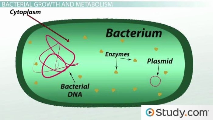 Bacteria characteristics worksheet answers excel db please