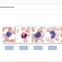 Drag the labels to identify white blood cells