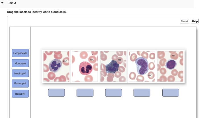 Drag the labels to identify white blood cells