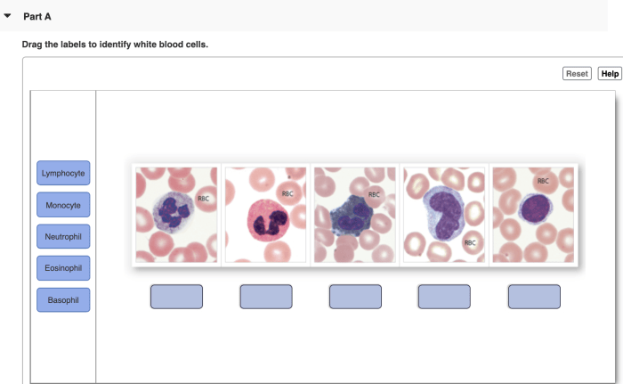 Drag the labels to identify white blood cells