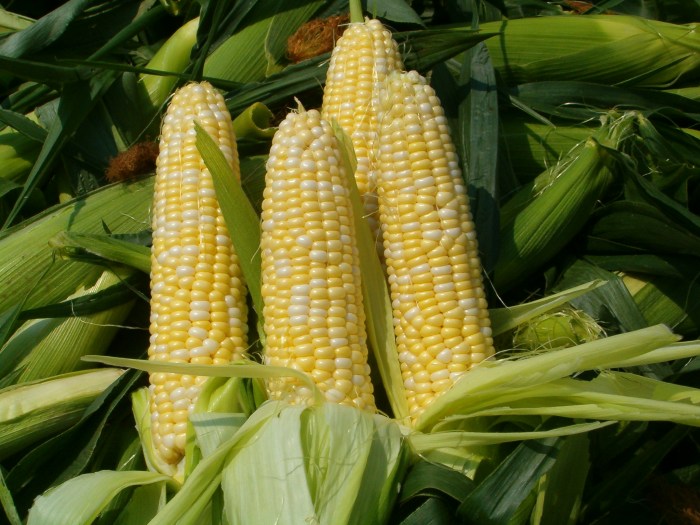 Yellow thanksgiving vegetable that grows on stalks